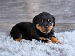 AKC Rottweiler Fredericksburg OH Cooper