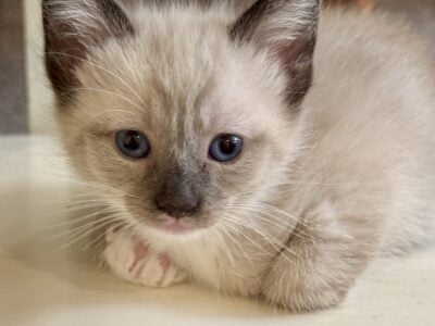 Simese kittens very sweet