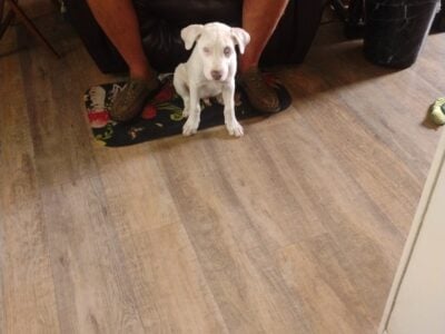 Puppy in need of good home