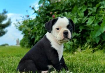 Boston Terrier Puppy