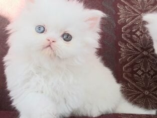 Beautiful Pure Persians Lockport,NY
