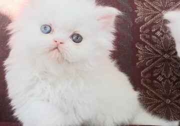 Beautiful Pure Persians Lockport,NY