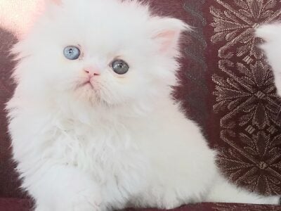 Beautiful Pure Persians Lockport,NY