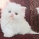 Beautiful Pure Persians Lockport,NY