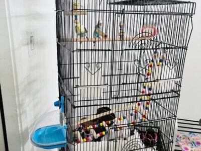 Parakeets for sale with cage, food