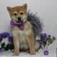 AKC Shiba Inu Larry