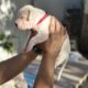 Dogo Argentino