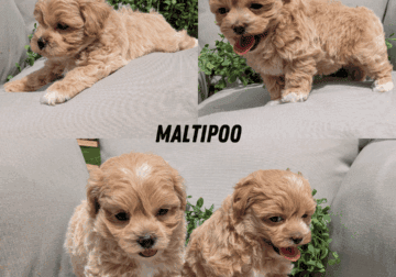 MALTIPOO PUPS BORN APRIL 09