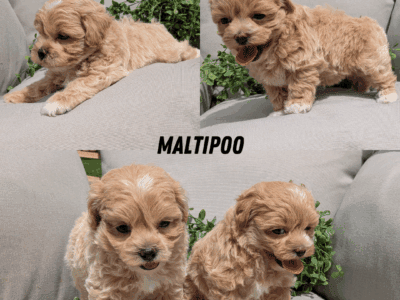 MALTIPOO PUPS BORN APRIL 09