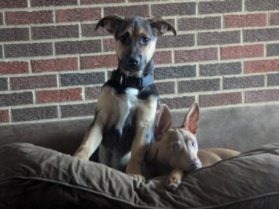 Vaccinated, 6mo Male. Australian Shepherd