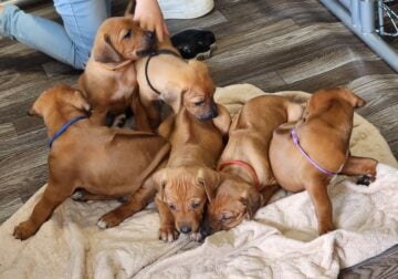 AkC Rhodesian Ridgeback Puppies for sale