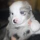 🐶✨ Miniature Australian Shepherd Puppies