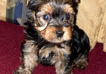 Yorkie Boy