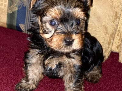 Yorkie Boy
