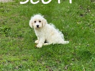 Scott Male Schnoodle Puppy