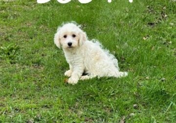 Scott Male Schnoodle Puppy
