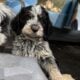 Griffondoodle puppies