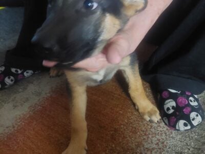 Free German Shepherd puppies