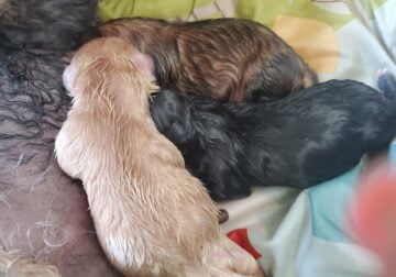 Maltipoo