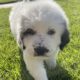 Great Pyrenees mix with Saint Bernard puppies