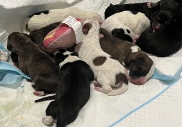 1 week old puppies