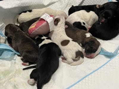 1 week old puppies