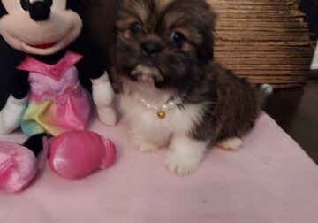ShihTzu