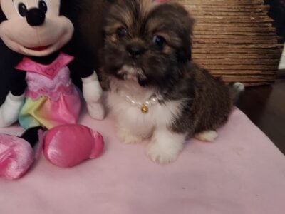 ShihTzu