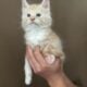 Orange Tabby Maine Coon
