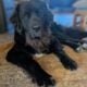 Saint Bernewfie Puppies