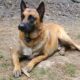 Belgian Malinois puppy