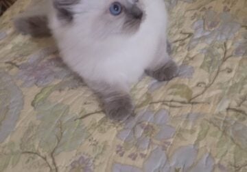 Tessie is a purebred Ragdoll, fluffy and fun!