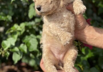 Gorgeous goldendoodle puppies