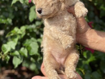 Gorgeous goldendoodle puppies