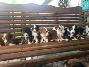 Beautiful Aussie Puppies