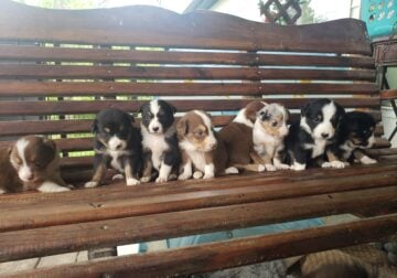 Beautiful Aussie Puppies