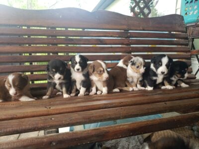 Beautiful Aussie Puppies