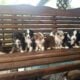 Beautiful Aussie Puppies