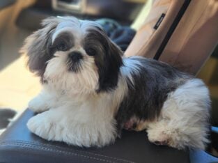 6 month old male shih tzu