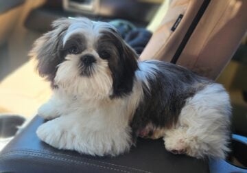 6 month old male shih tzu