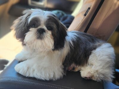 6 month old male shih tzu