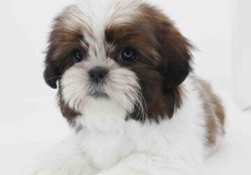 Imperial Shih-tzu boy Agape