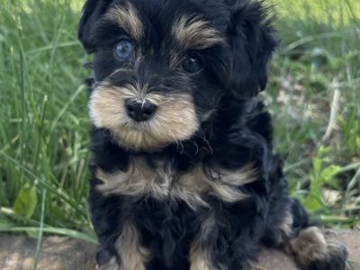 Toy Schnoodle (schnauzer/poodle) 7 weeks