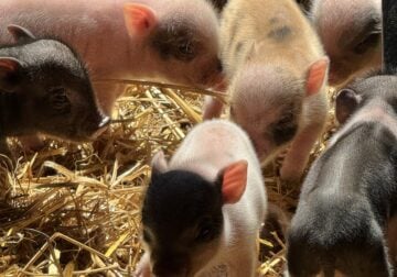 Mini Pot Belly pigs