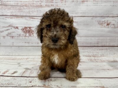 Mini poodle