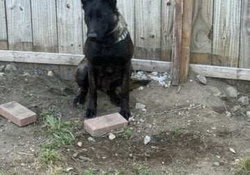 Rehoming