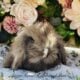 Full European Teddywidder babies