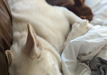 White husky