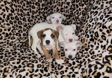 American bully puppy
