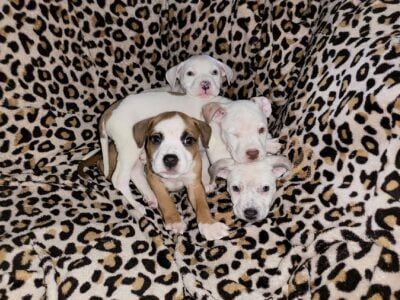 American bully puppy